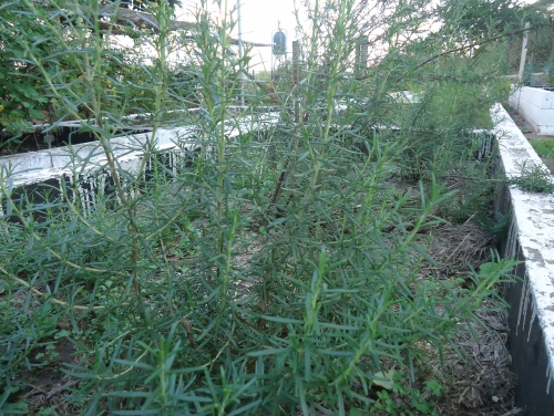 Foto 9 da ação de extensão